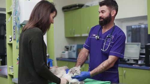 Veterinarian Examines Cat with Owner Present in Clinic