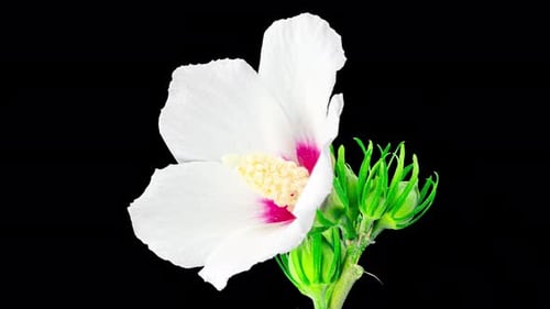 White Flower Blooming in Time Lapse Close Up