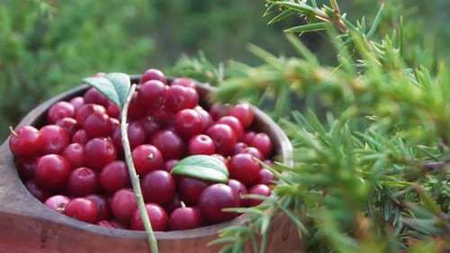 Airelles rouges dans une tasse en bois dans une forêt de pins, gros plan