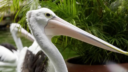 Closeup Of Australian Pelicans In The Zoo. Large Waterbird With Long Pink Bill.