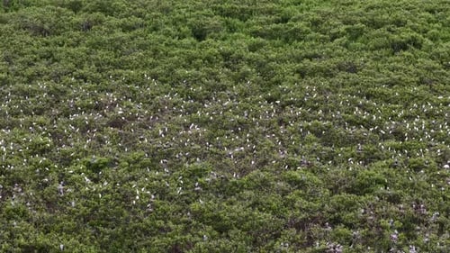 Aerial view of white egret habitat and nesting colony in mangroves