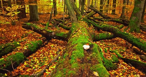Umgestürzter Baum, bedeckt mit Moos und Blättern im Herbstwald.
