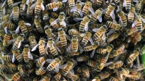 Bee's colony working