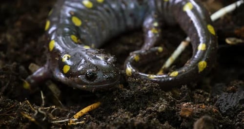 Spotted Salamander Curled on Dirt, Macro Shot