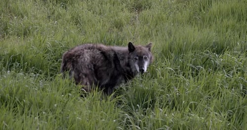 An Alaskan Tundra Wolf name Shasta