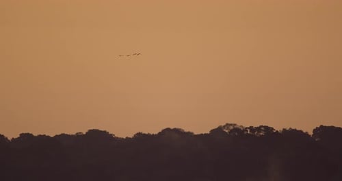 Four birds fly over Tambopata National Reserve rainforest at twilight. Peru.