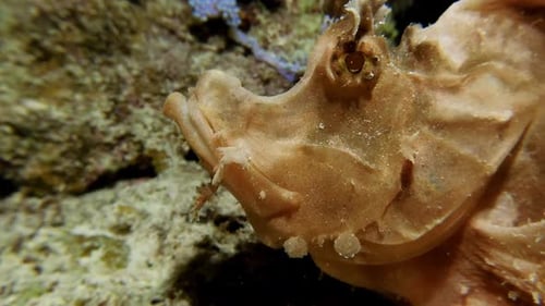 Lacy scorpionfish on coral reef