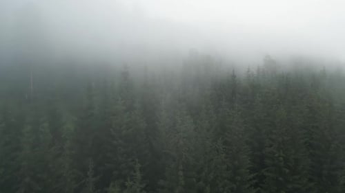 Aerial View of Sunrise Over Misty Morning Forest Flight