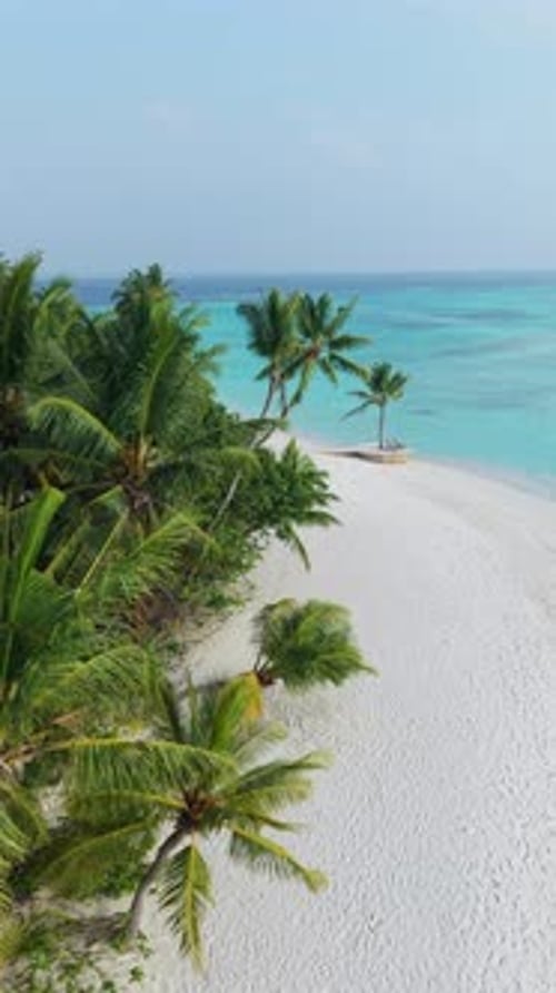 Aerial View of a White Sand Beach in the Maldives Featuring Palm Trees and Turquoise Waters