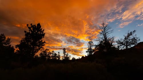 Dramatic Sunset with Silhouetted Trees in Time Lapse