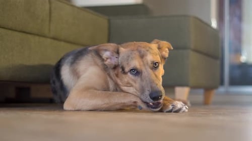 Dog Chewing on Leg Lying Near Sofa