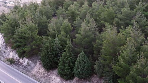 Aerial Top View Road Going Through Green Forest Texture of Forest View From Above Traveling