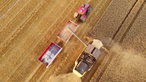 Combine Harvester Loading Wheat Grain Into Tractor Trailer in Agriculture Field