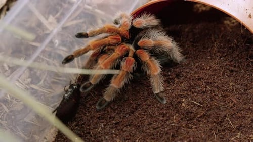 Close Up of Tarantula Spider Eating Insect