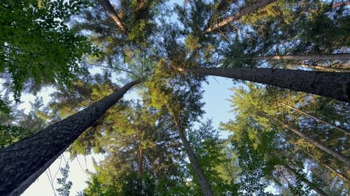 Magnificent Trees in a Lovely Forest Surrounded By Clear Blue Skies