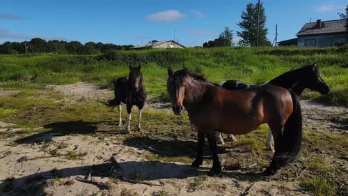 Drei Pferde grasen friedlich auf einem üppigen Feld unter dem klaren blauen Himmel