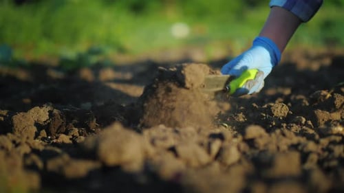 A Woman Plants a Cabbage Seedling Work on the Farm Concept Low Angle Video