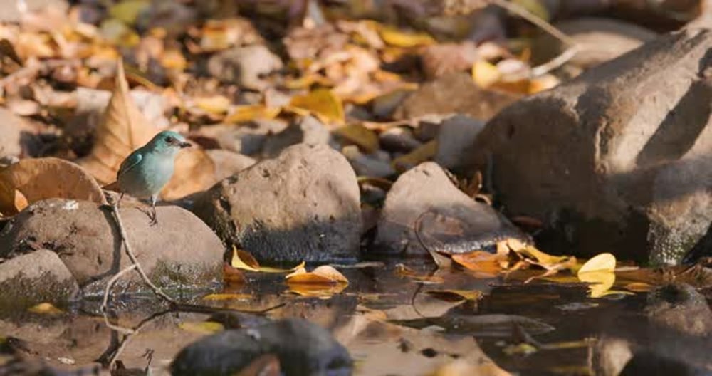 Verditer Flycatcher flaps wings to balance on a rock while drinking ...
