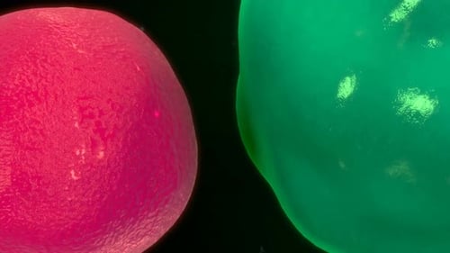 A pink and a green cell on a black background