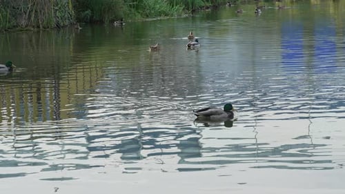 Duck and drake swim in the pond looking for food. Duck pond with water birds. Flock of ducks