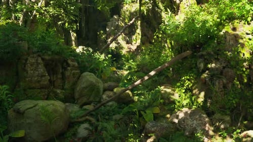 A Lush Green Forest Filled with Lots of Trees Mountain Path