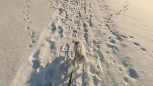 Cute Jack Russell Dog Walking on a Snowy Trail The Pet is on a Leash Exploring the Winter Landscape