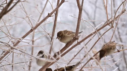 Three sparrow birds are perched on a tree branch in the snow