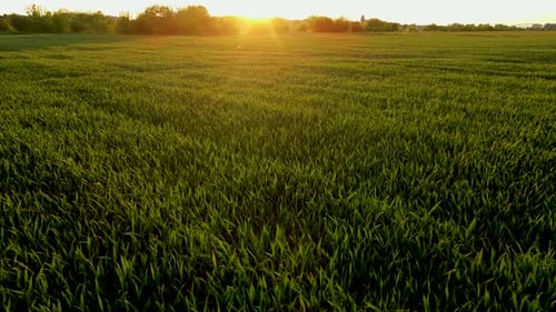 Sprinkler on Agricultural Wheat Green Field at Sunset