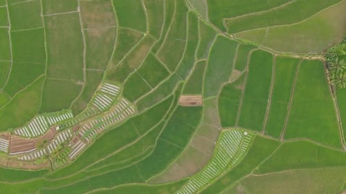 green rice field