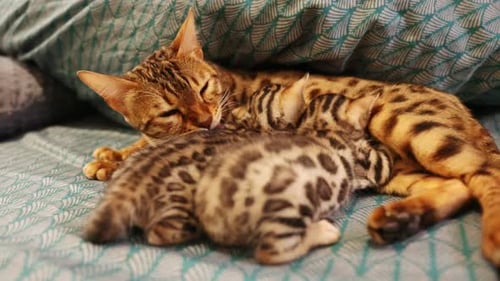 Mother Cat Feeding Newborn Kittens Breastfeeding Cat Family Mom Milk Taking Care of Cute Pets Slow