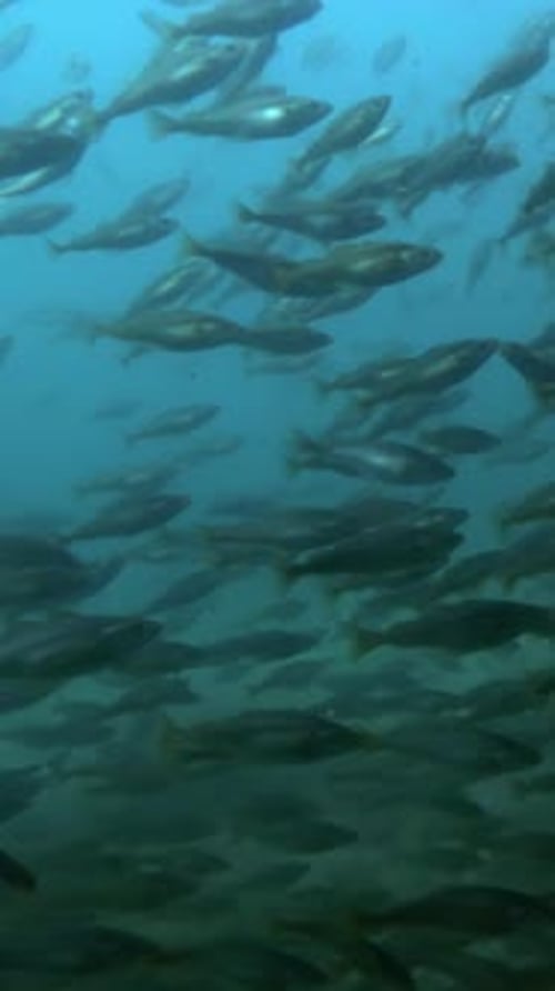Large school of young Cod fish feeds in coastal tank swim in blue water in shadow of underwater rock