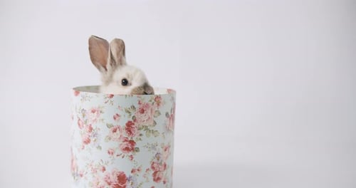 Ein süßer Hase kommt aus einer Geschenkbox auf weißem Hintergrund