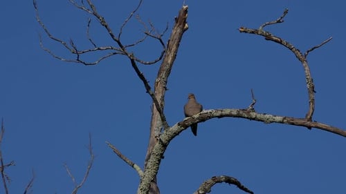 Solitary mourning dove on a dead branch. 25 sec/24 fps. 40% original speed. Clip 4