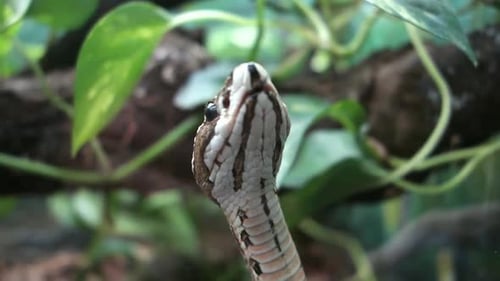 close view of a raised head of a snake sniffing in the air
