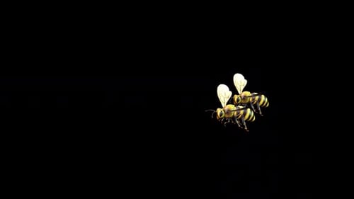 Two Bee Flying Side Angle 2