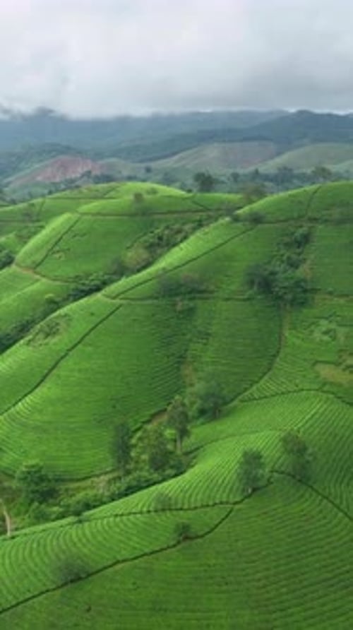 Vertical View Of Mountain Hills And Tea Fields, Vietnam