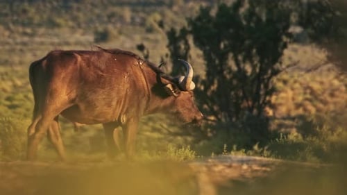A lone buffalo walking through bush in South Africa