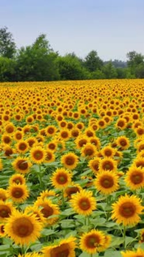 Champ lumineux de tournesols sur fond naturel vert.