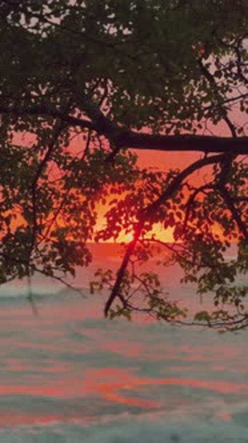 Sunset over ocean with tree silhouette