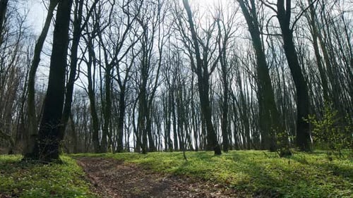 View of a Spring Forest on a Sunny Day with Field of Flowers