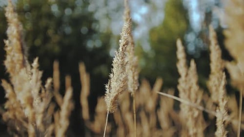 Close Up of Tall Grass in a Field with Trees in the Background