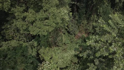 Luftdrohne beim Abstieg, Kippaufnahme des üppigen grünen tropischen exotischen Regenwaldes, Dschungels auf einer Insel in