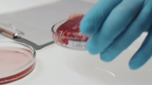 Lab Grown Meat in Petri Dish Closeup