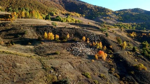 Herd of Sheep Grazing on Autumn Hillsides