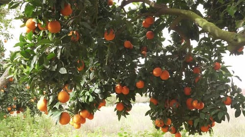 Orange garden with ripe oranges on the branches.