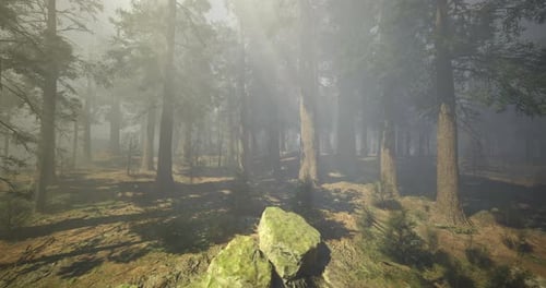 Lush Forest with Mist and Sunlight Filtering Through Trees in the Morning