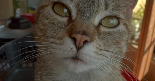 Close Up of A Cat