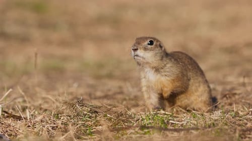 Retrato de Engraçado Gopher, pequeno esquilo terrestre ou pequeno Suslik Spermophilus Pygmaeus é uma espécie