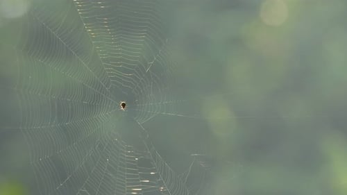 Spider web - spider in web .