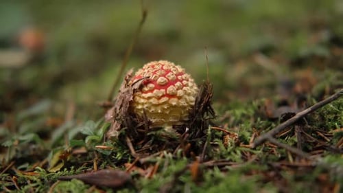 Autumnal Background Amanita Muscaria Mushroom in a Forest Harvest Fungi Fly Agaric Wild Poisonous